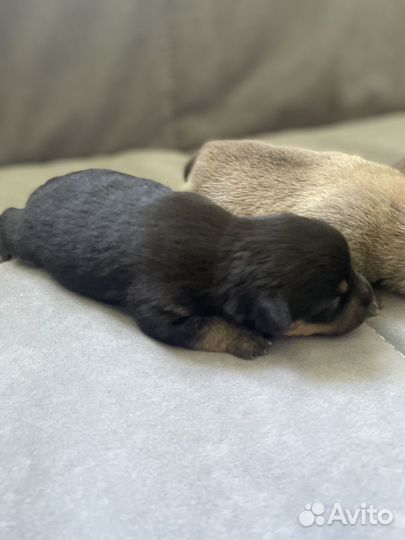 Собака в добрые руки маленькая порода