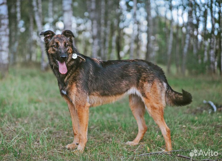 Метис бельгийской овчарки ищет дом