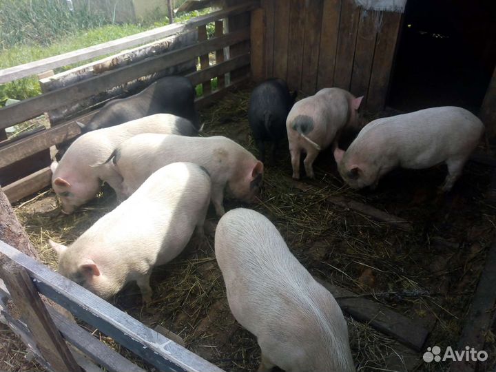 Вьетнамские вислобрюхие поросята