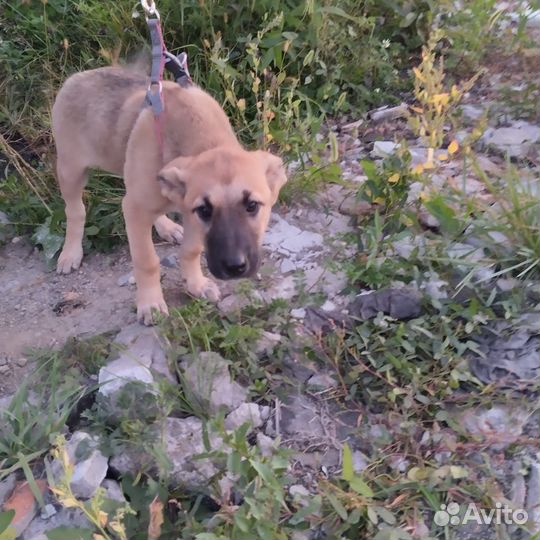 Отдам щенков в добрые руки