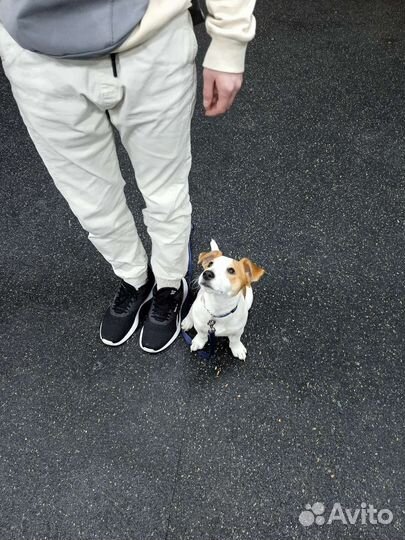 Дрессировка собак