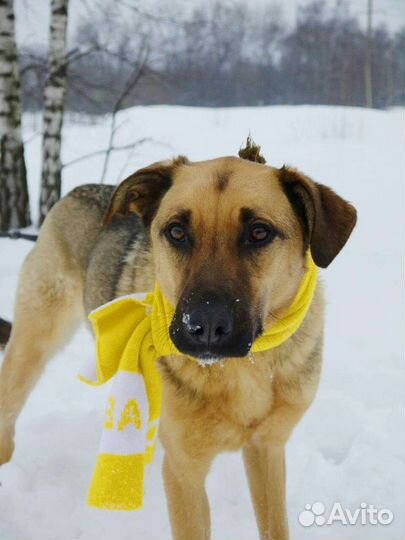 Красавец пес Лео