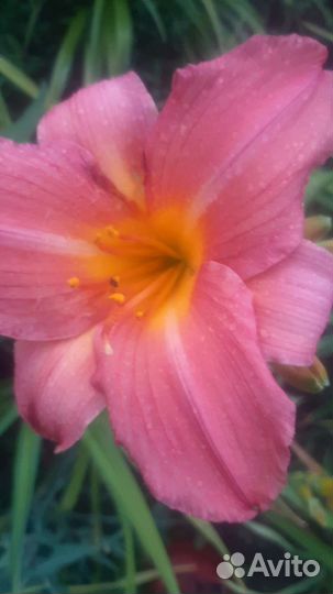 Лилейники сортовые