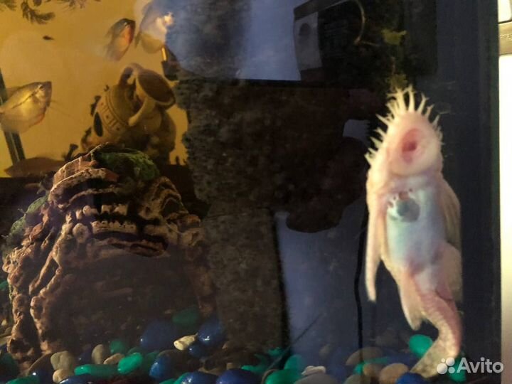 Сомики анциструсы