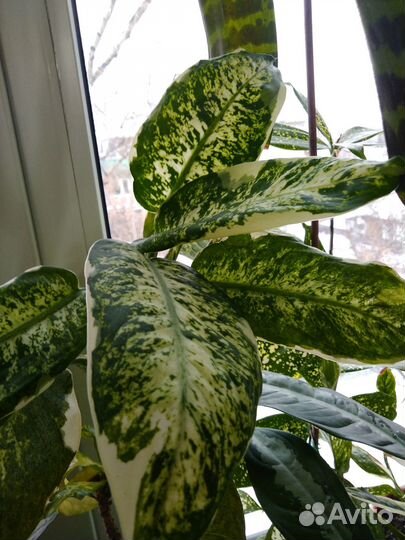 Цветы домашние