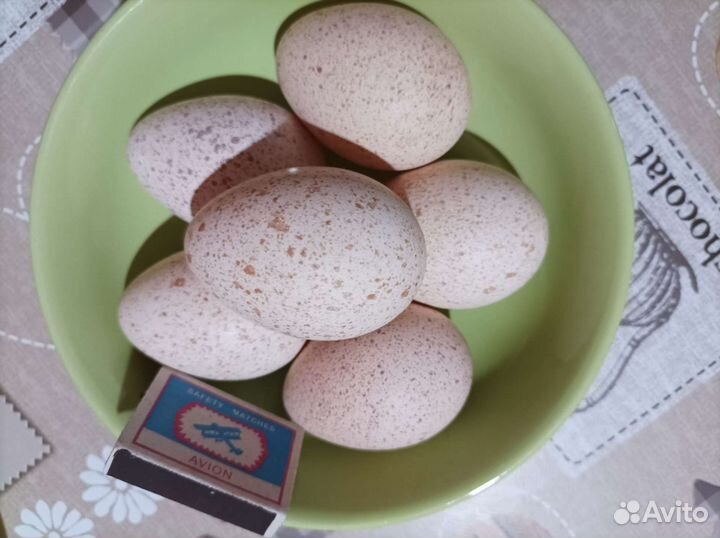 Инкубационое яйцо индюков