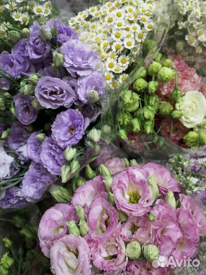 Лизиантус (эустома )