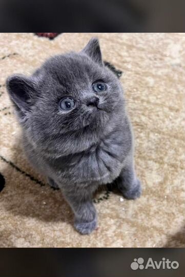 Британская девочка