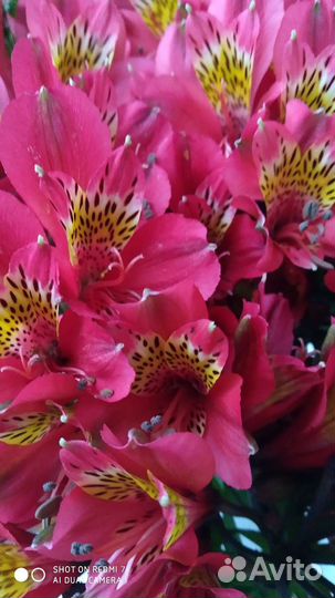 Альстромерия краснодарская красная