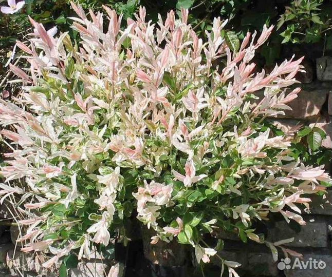 Ива цельнолистная Хакуро-Нишики/C2