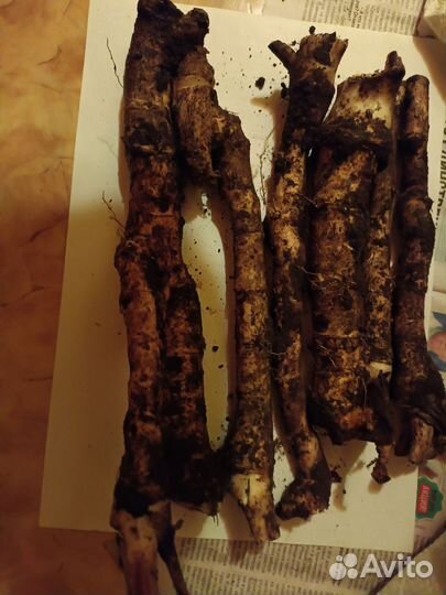 Корень хрена