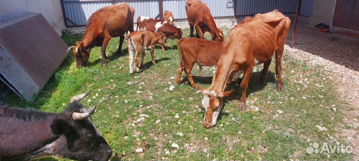 Корова с теленком