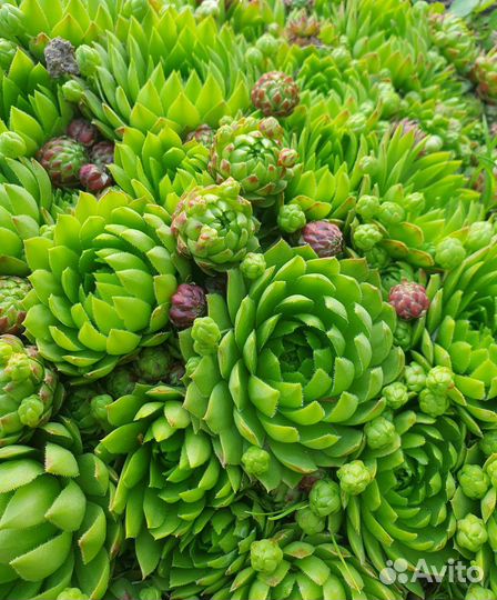 Молодило каменная роза