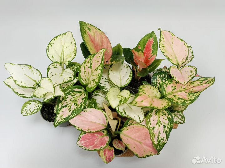 Аглонемы сортовые