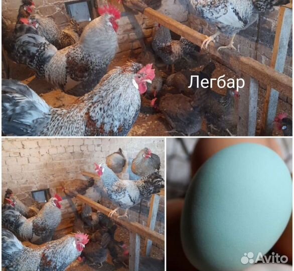 Цыплята суточные