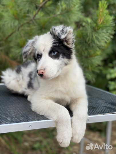 Щенок Бордер Колли