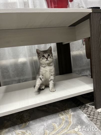 Шотландские котята