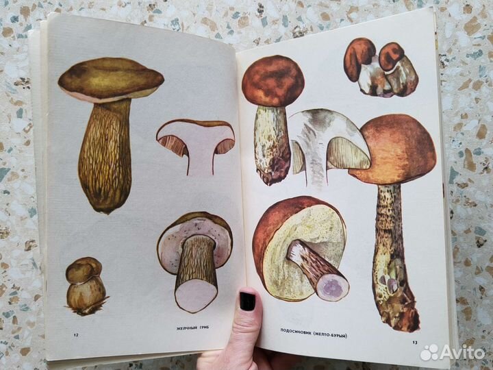 Книга Грибное лукошко с цветными иллюстрациями