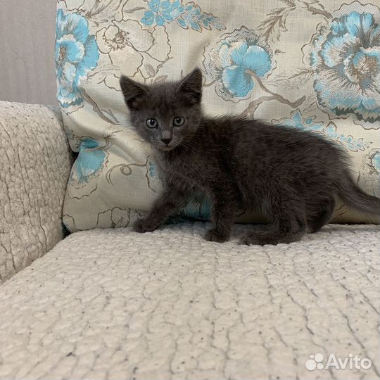 Отдам котенка в добрые руки