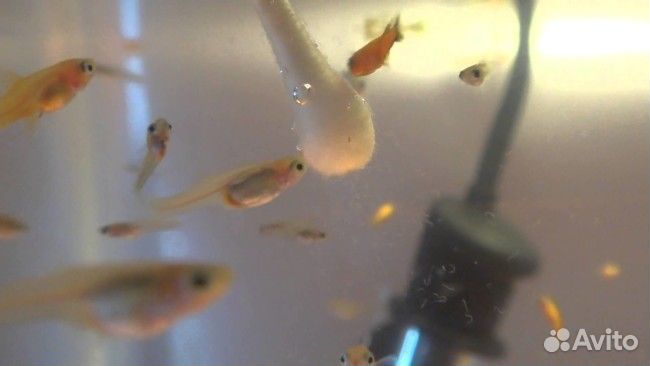 Гуппи (мальки)
