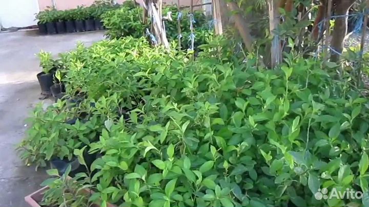 Шпинат из Таиланда