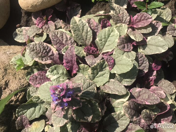 Почвопокровники