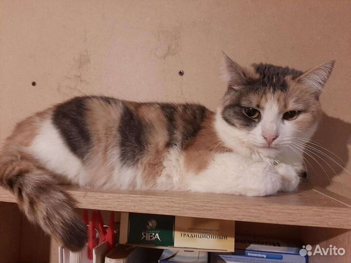 Ася ищет дом