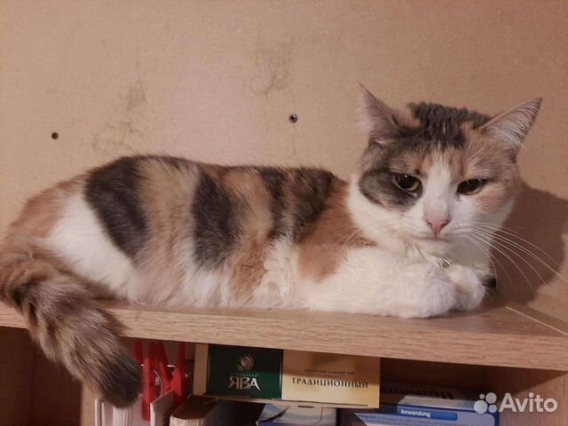 Ася ищет дом