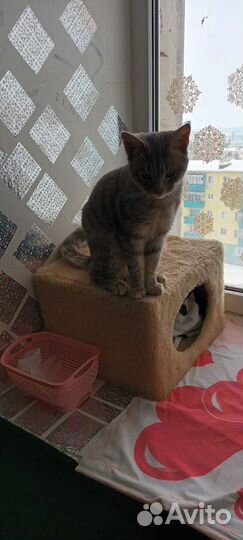 Котёнок (мальчик 9 мес)