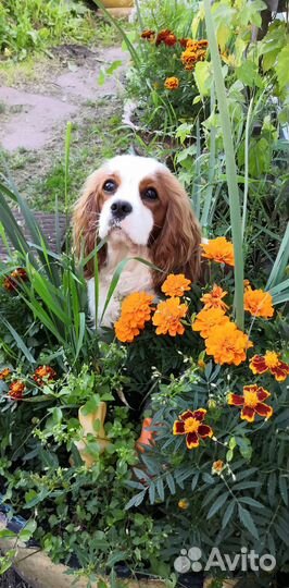 Замечательные малышки Кавалер кинг чарльз спаниель