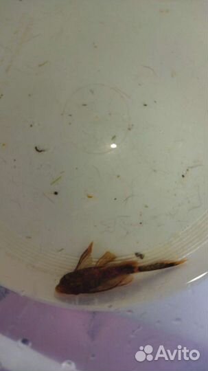 Анциструс вуалевый подростки