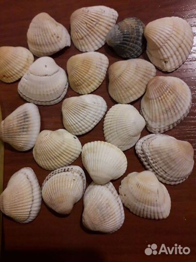 Морские ракушки раковины