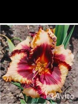 Лилейники сортовые