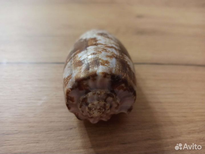 Морская раковина