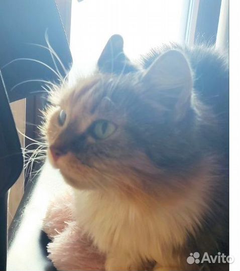 Кошки бесплатно