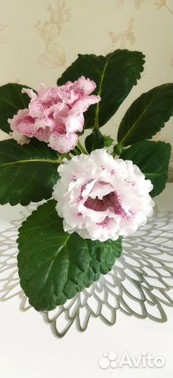 Глоксиния махровая