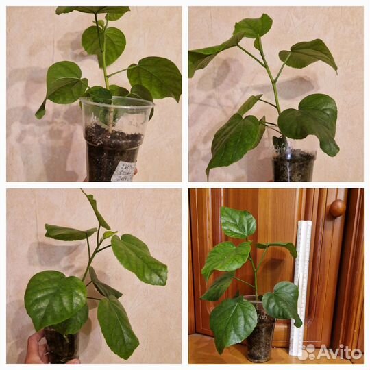 Сортовой гибискус crown jellyfish