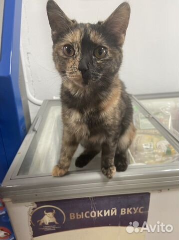 Котенок
