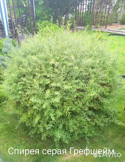 Спирея серая Грефшейм