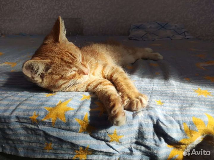 Рыжий котенок мальчик в добрые руки