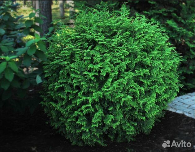 Туя шаровидная 100-130 см.Доставка