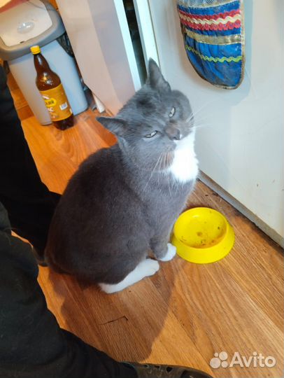 Одам в хорошие руки кота