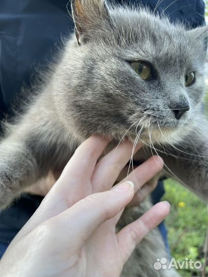 Очень милая кошечка