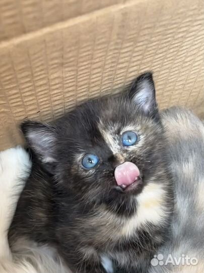 Котята для души