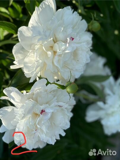 Пионы продам