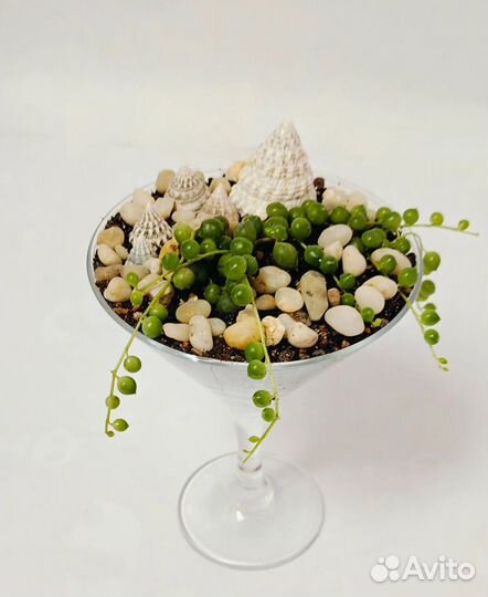 Флорариум Безмятежность