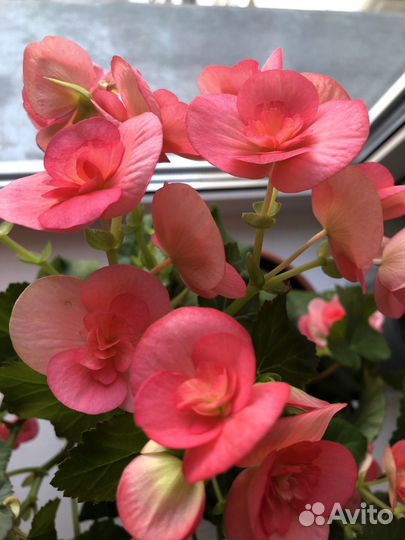 Бегония Элатиор коралловая