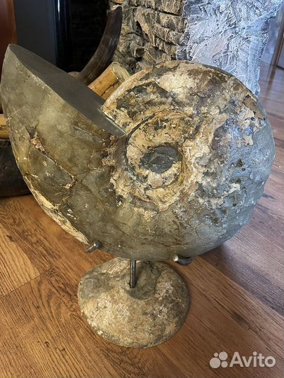 Частная коллекция. Огромный аммонит
