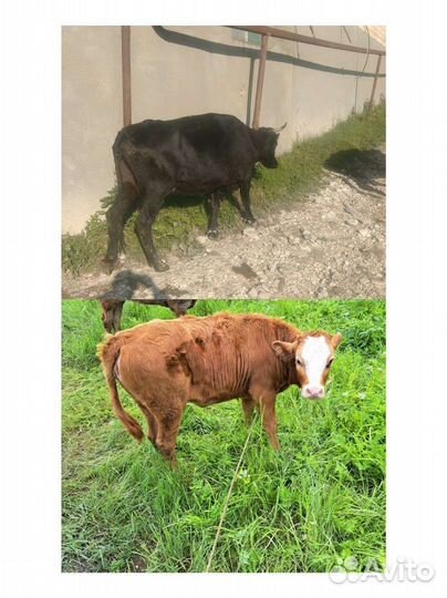 Корова с теленком