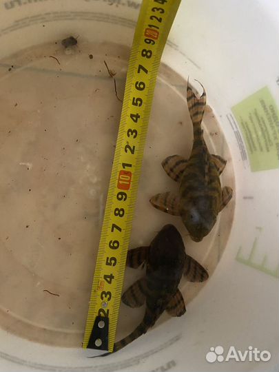 Сомы L 397, L 066, Eheim 2026,комплект со 2